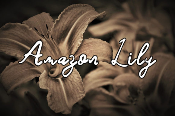 Amazon Lily Script Font for Creative Editorial Design